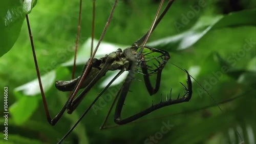 Tight shot of Bates's Giant Whip spider hanging from a leaf. photo