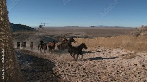 The Bureau of Land Management rounds up wild horses using helicopters.