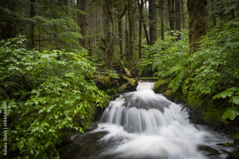 Obraz premium Rainforest Creek. Wells Creek is located near Nooksack Falls and is carpeted with moss and vibrant green ferns with cedar and fir trees lining the water. 