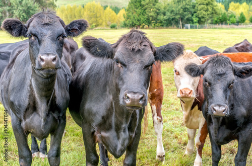 Closeup of black cows looking the camera