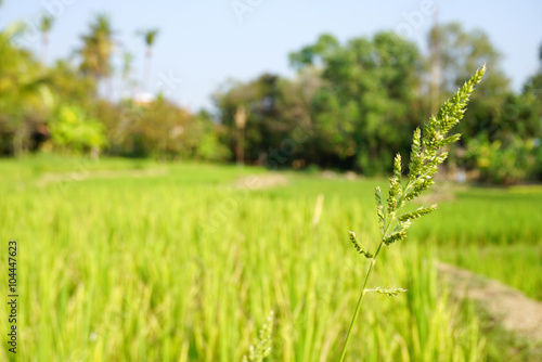 rice paddy in the feild