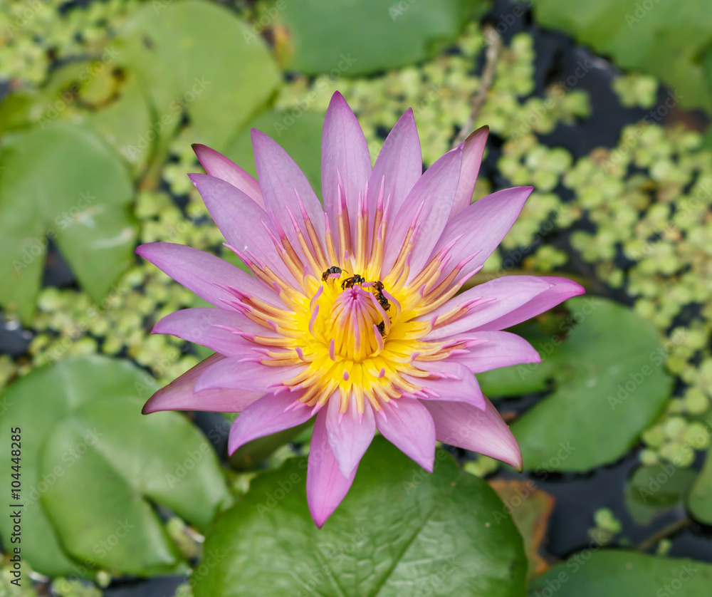 Purple lotus flower Purple lotus flower