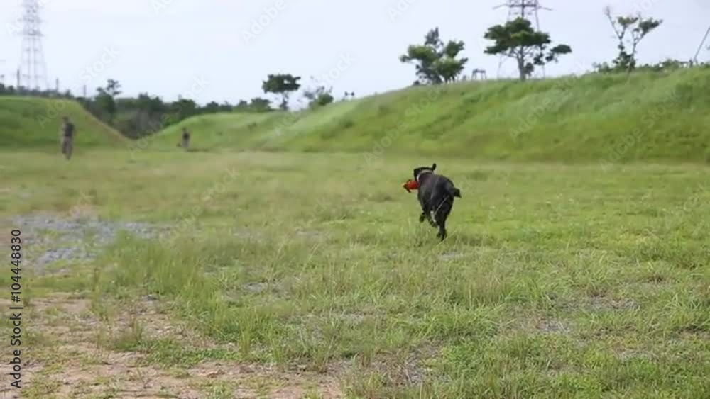Bomb sniffing dogs are trained by the U.S. Army to detect IED roadside bombs. Bomb sniffing dogs are trained by the U.S. Army to detect IED roadside bombs.