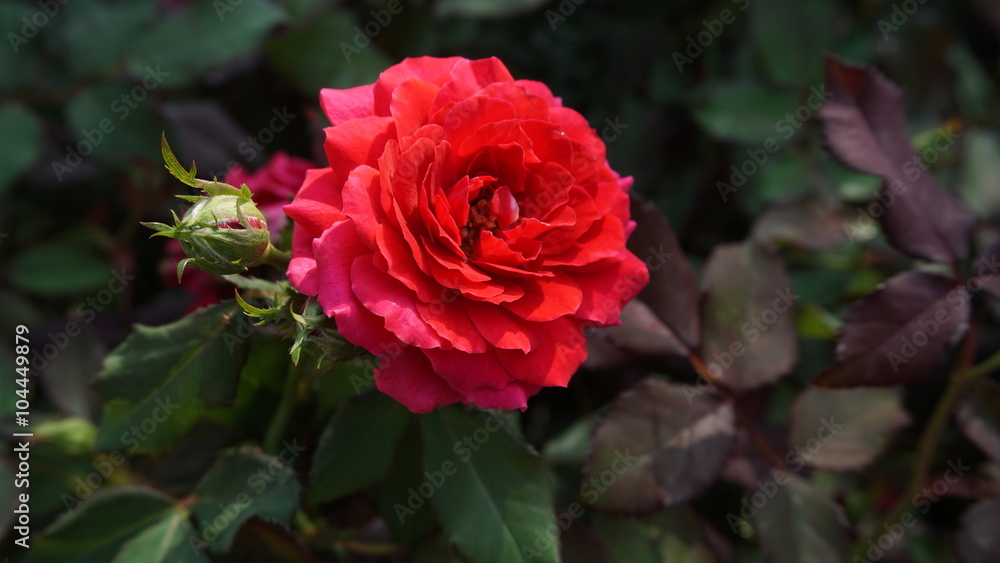 Red roses close up. Background. Red roses close up. Background.