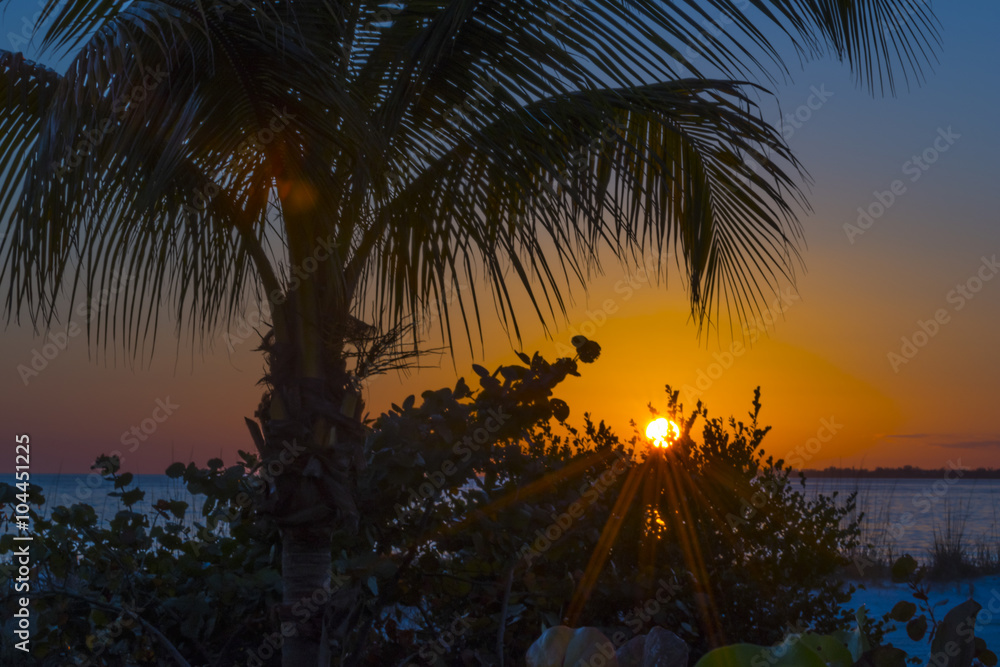 Palm Trees at Sunset