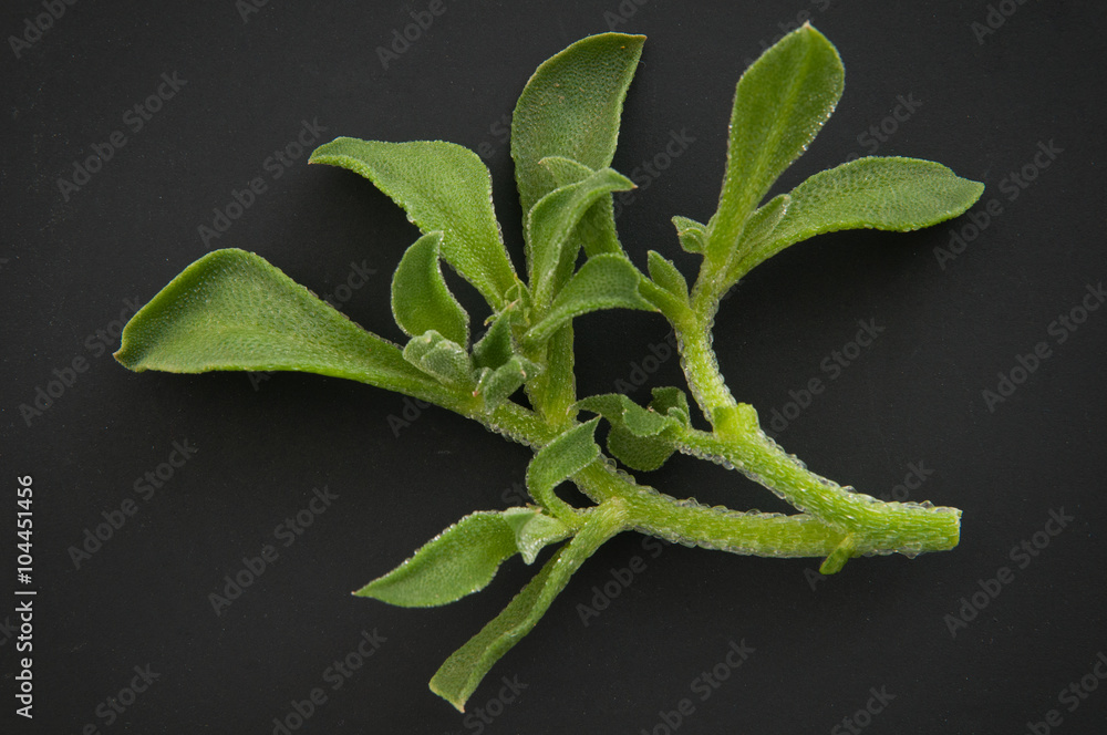 Obraz premium アイスプラント