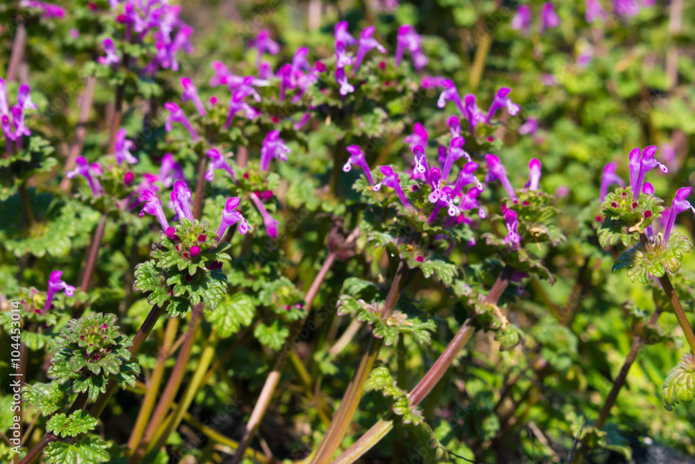 Henbit Henbit