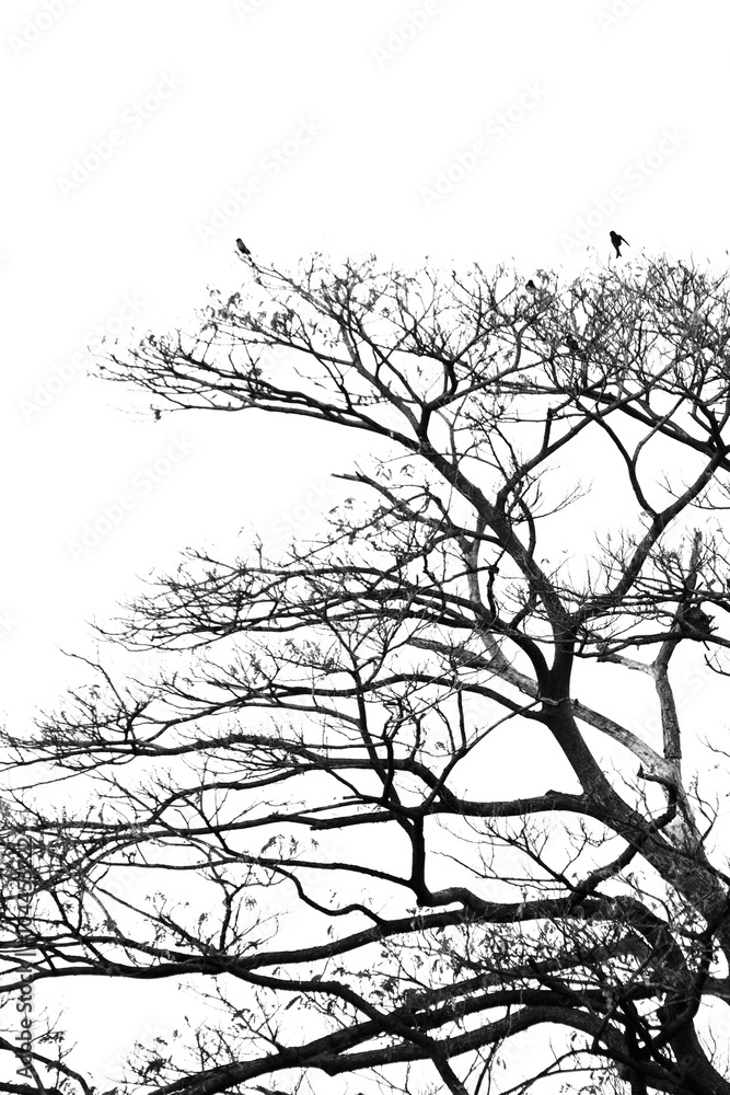 Silhouette dead big tree with bird on branch in black and white Silhouette dead big tree with bird on branch in black and white
