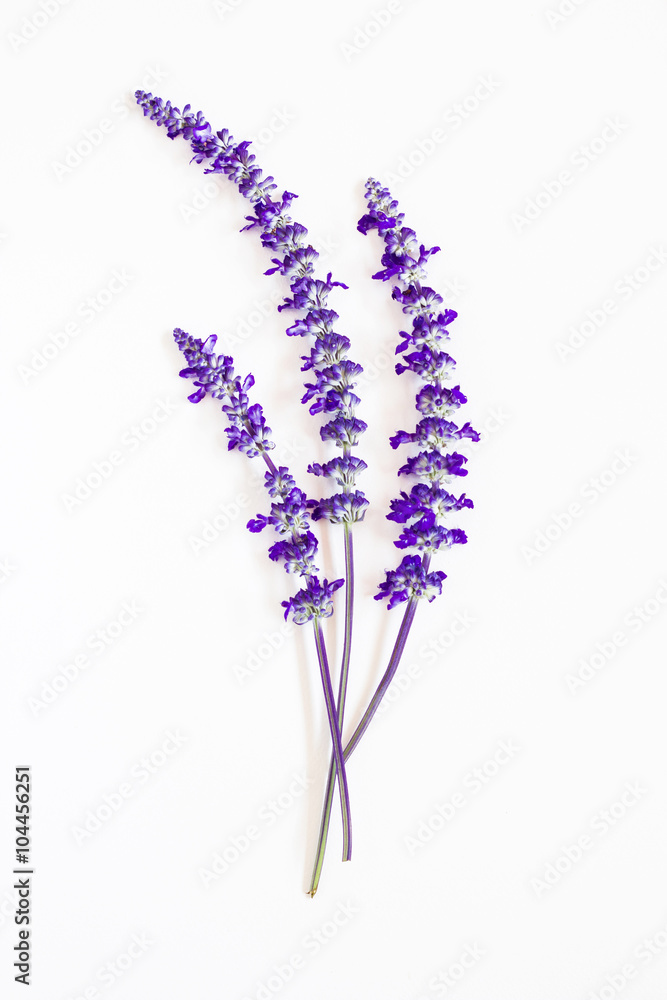 lavender flower on white background Stock Photo | Adobe Stock