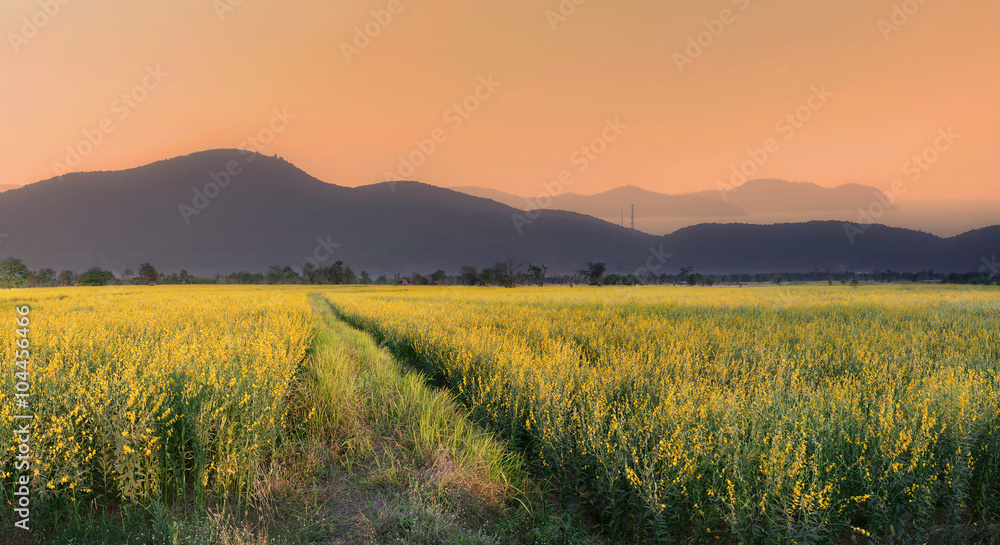 Fototapeta premium landscape background