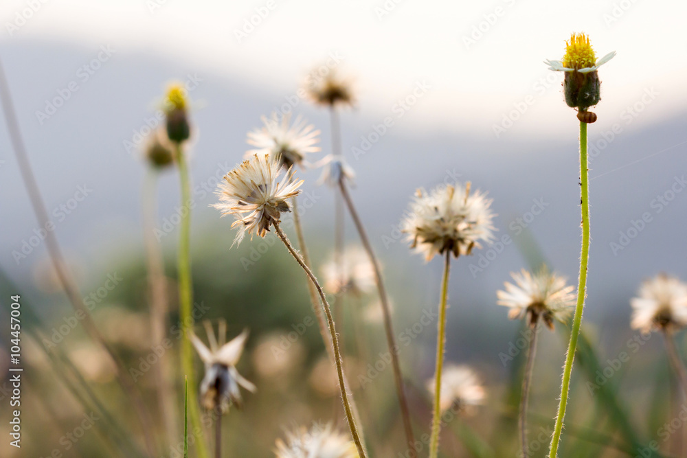 grass fiowers grass fiowers