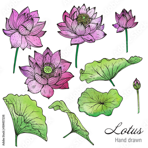 Vector set of hand drawn lotus flowers and leaves.