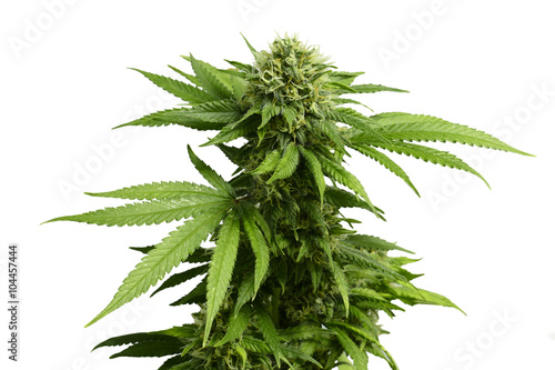 Fototapeta Naklejka Na Ścianę i Meble -  Big Leafy Cannabis Plant with Marijuana Buds Isolated By White Background