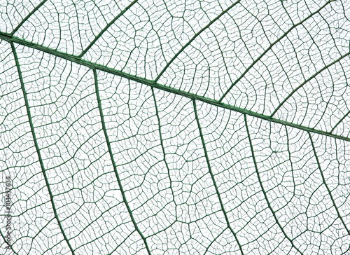 Skeleton of leaf on a white background. © volff