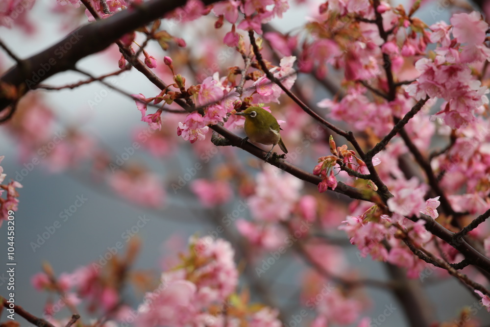 Obraz premium 河津桜とメジロ