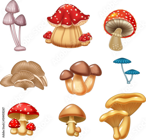 Illustration of mushroom collection