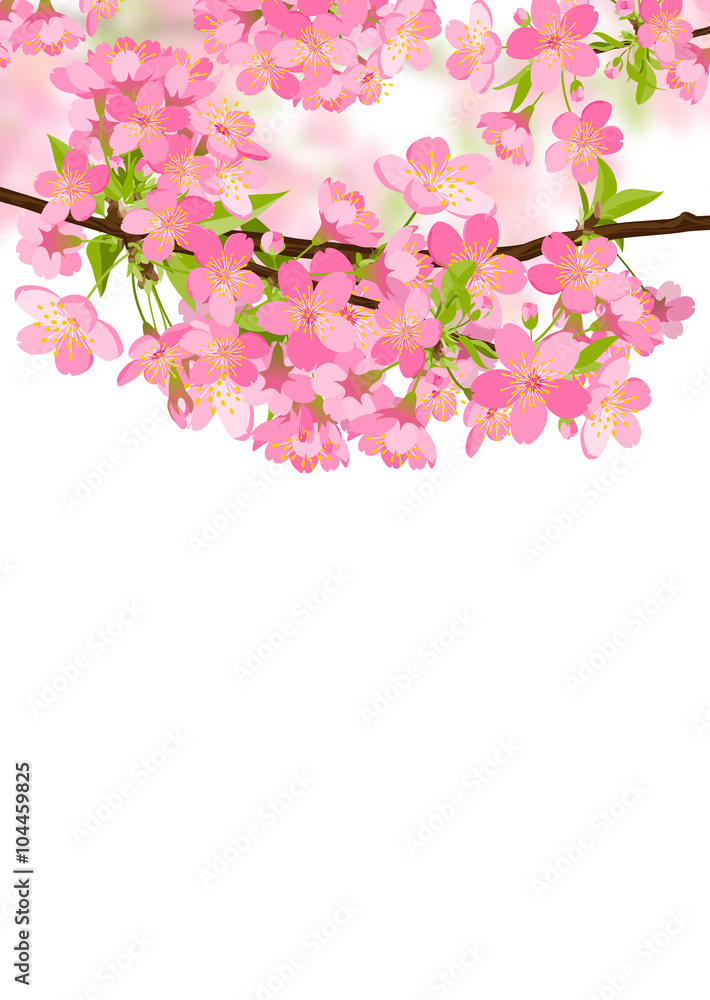 Naklejka premium Kirschblüten im Frühling - Schöne rosa farbige Sakura Kirschbaumblüten. Blüten isoliert auf weißem Hintergrund. Traditionelles japanisches Kirschlbütenfest. Springtime Cherry Blossom Beauties.