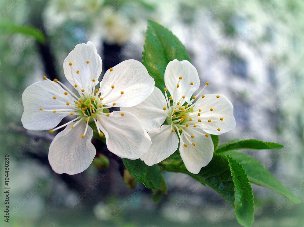 White flowers of the cherry blossoms close up.Cherry flowers, sakura flowers. White flowers of the cherry blossoms close up.Cherry flowers, sakura flowers.