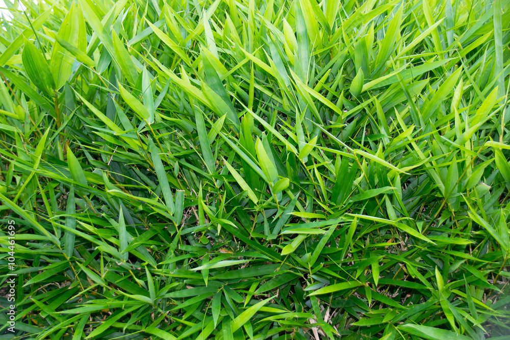 Green Bamboo leaf for nature abstract background Green Bamboo leaf for nature abstract background