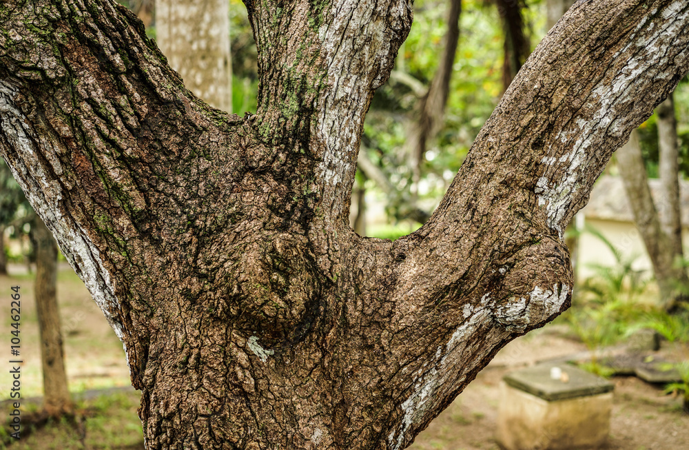 closeup of dived tree