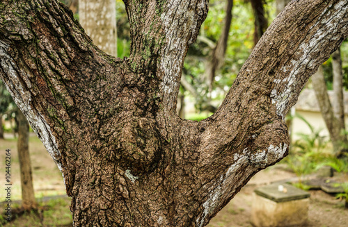 closeup of dived tree