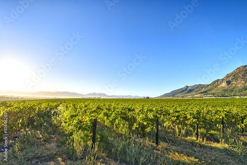 Sunrise over grape wineyards South Africa