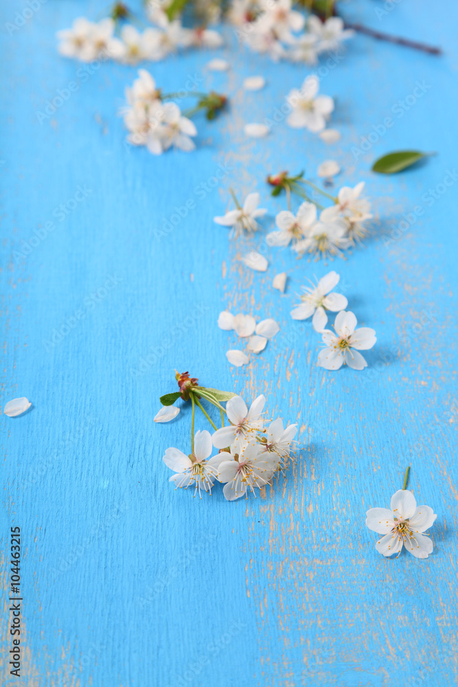 Cherry blossoms on a blue background Cherry blossoms on a blue background