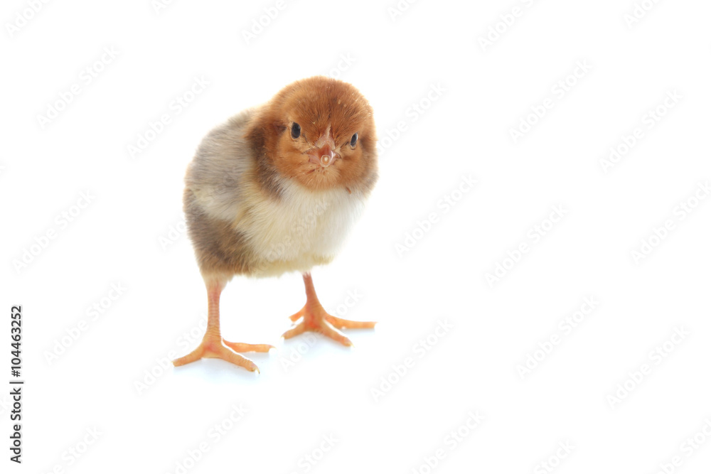 Brown chicken on a white background