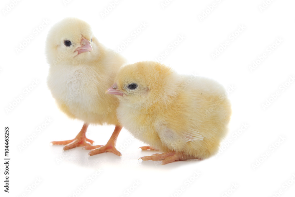 Yellow chickens on a white background