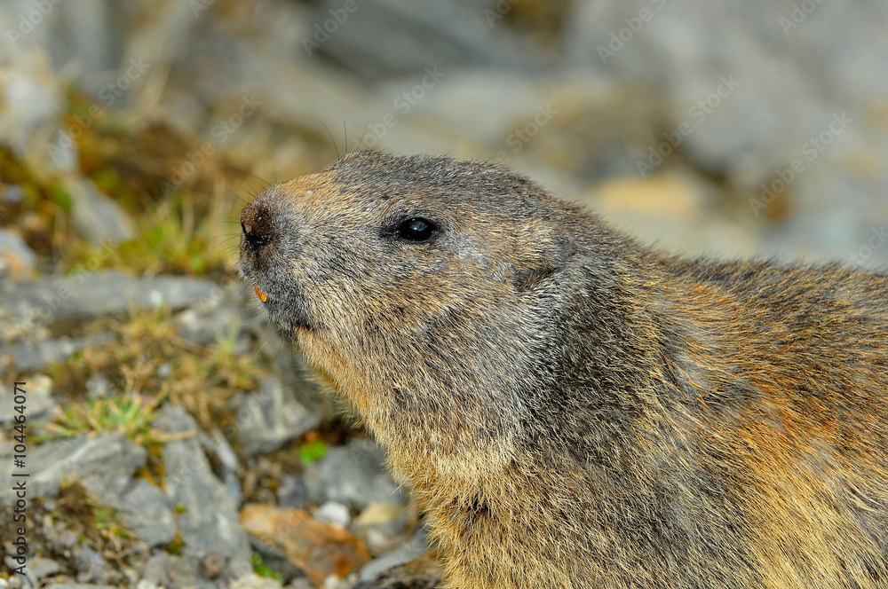 Ground Squirrel Ground Squirrel