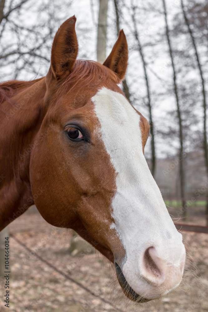 Sad horse Sad horse