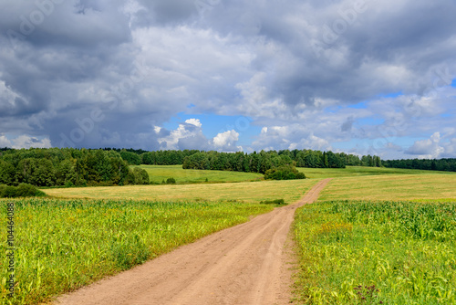 Road in weak corn fields in Siberian countryside in Russia