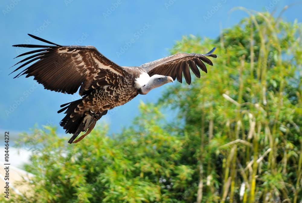 Obraz premium vulture in flight