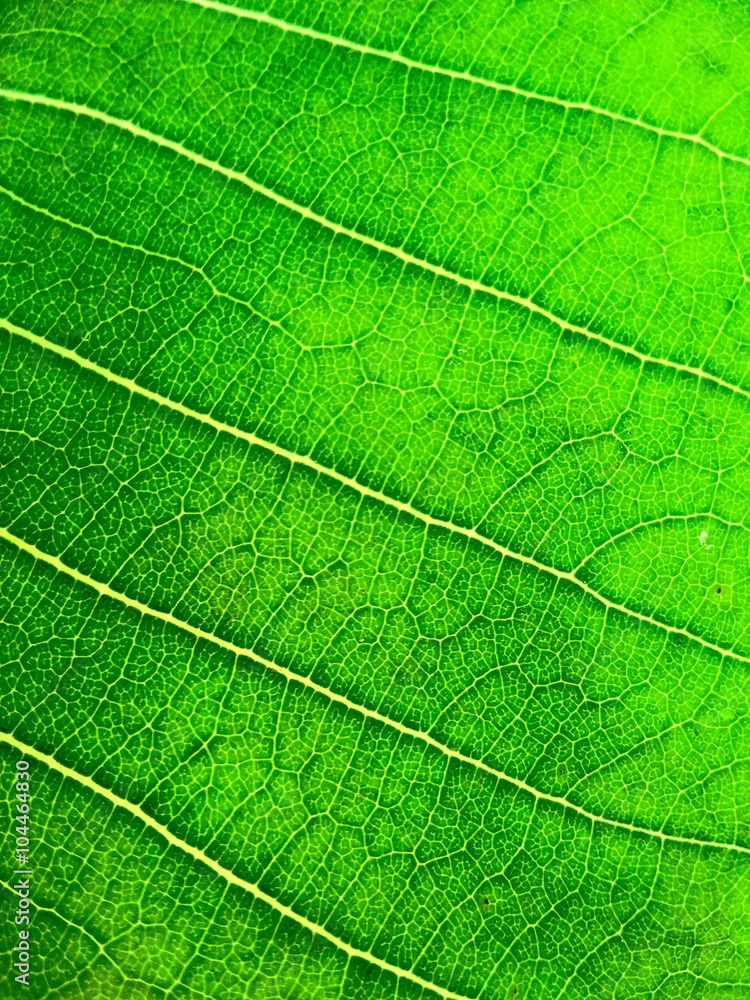 green leaves texture green leaves texture