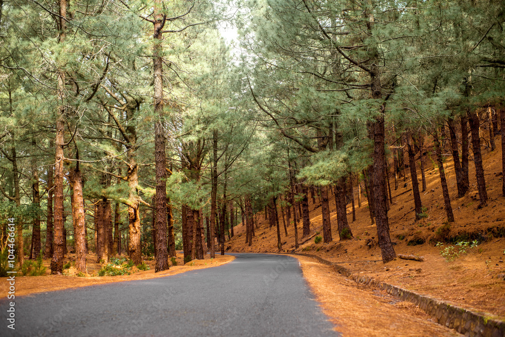 Road in the pine forest on La Palma island in Spain Road in the pine forest on La Palma island in Spain