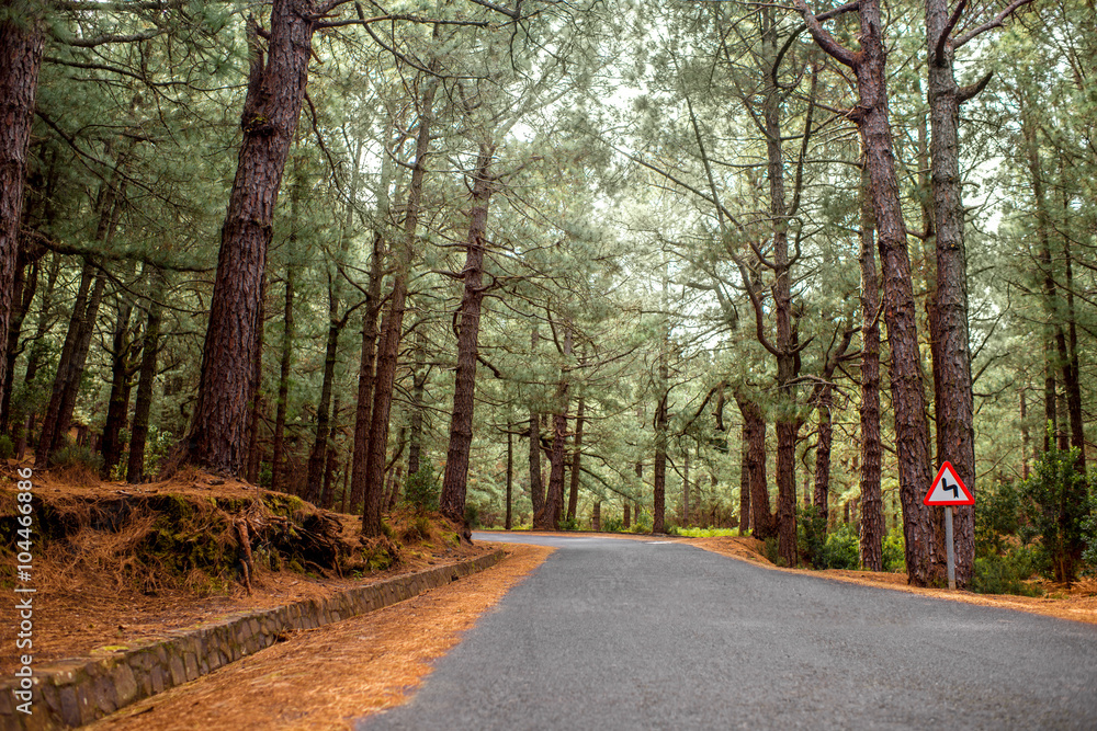 Obraz premium Road in the pine forest on La Palma island in Spain