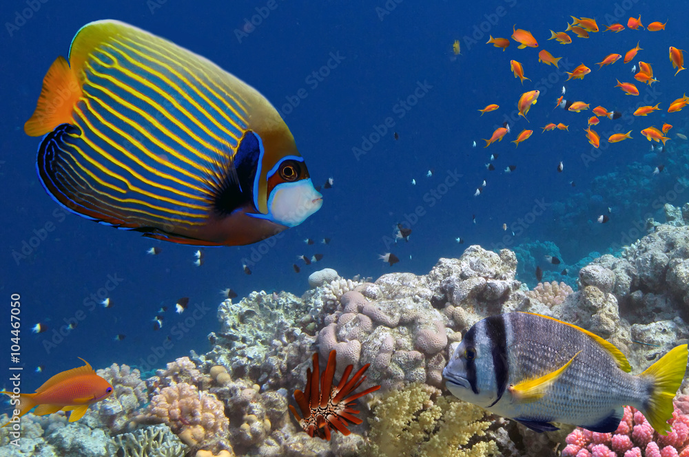 Fototapeta premium Tropical fish and Hard corals in the Red Sea