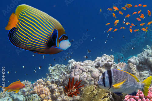 Tropical fish and Hard corals in the Red Sea