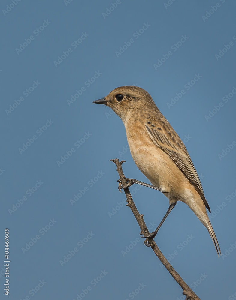Obraz premium syberian stonechat female with blue background