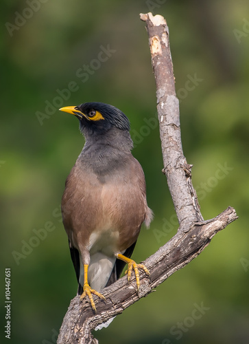 Common Myna perched on a leaf less branch with nice and smooth green background