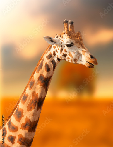 Portrait of giraffe on the natural background 
