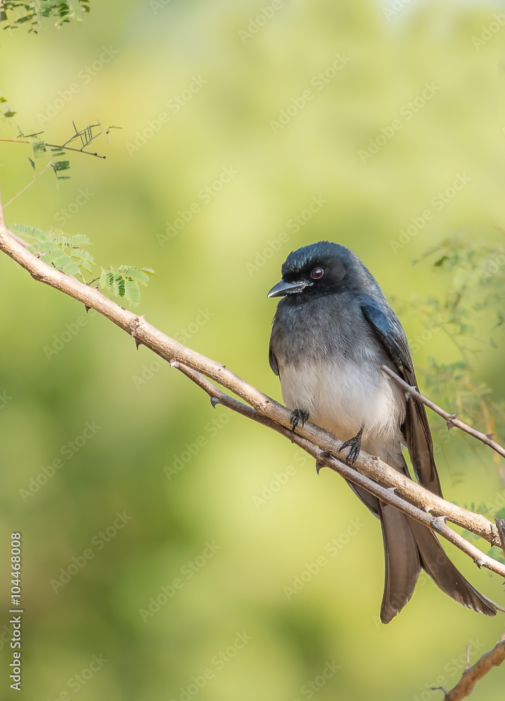 White bellied drongo perched on a thin branch with smooth green background