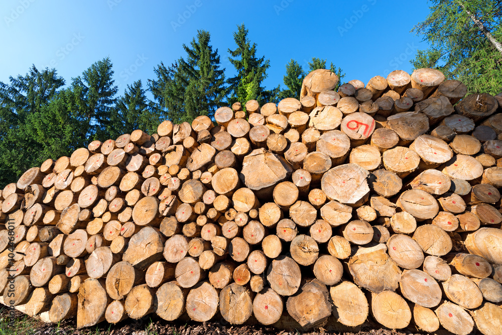 Wooden Logs with Forest on Background / Trunks of trees cut and stacked in the foreground, green pine in the background with blue sky