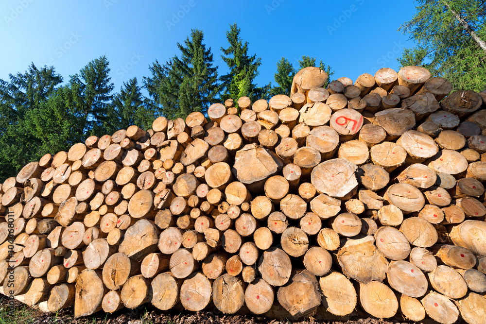 Wooden Logs with Forest on Background / Trunks of trees cut and stacked in the foreground, green pine in the background with blue sky Wooden Logs with Forest on Background / Trunks of trees cut and stacked in the foreground, green pine in the background with blue sky