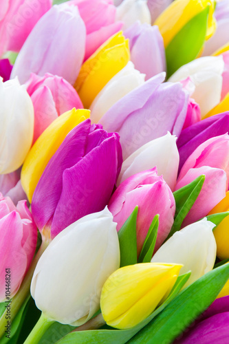 Fototapeta Naklejka Na Ścianę i Meble -  Tulips