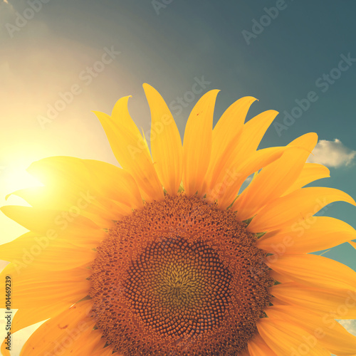 Fototapeta Naklejka Na Ścianę i Meble -  Vintage photo of sunflower with sunlight - retro filter effect