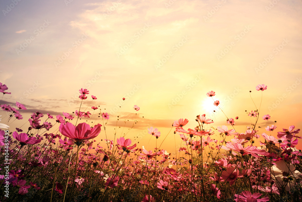 Naklejka premium Krajobraz natura tło piękne różowe i czerwone pole kwiat kosmosu z zachodem słońca. vintage odcień koloru