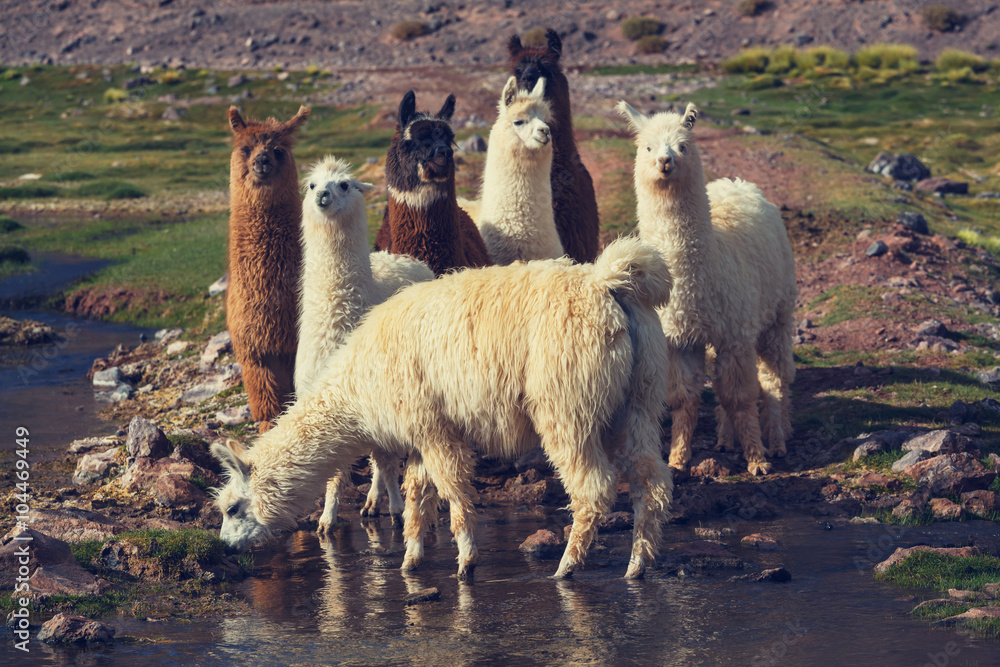 Naklejka premium Llama