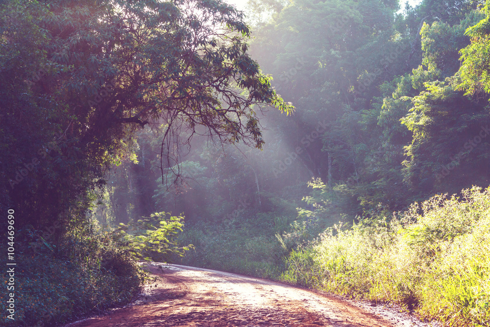 Road in jungle Road in jungle