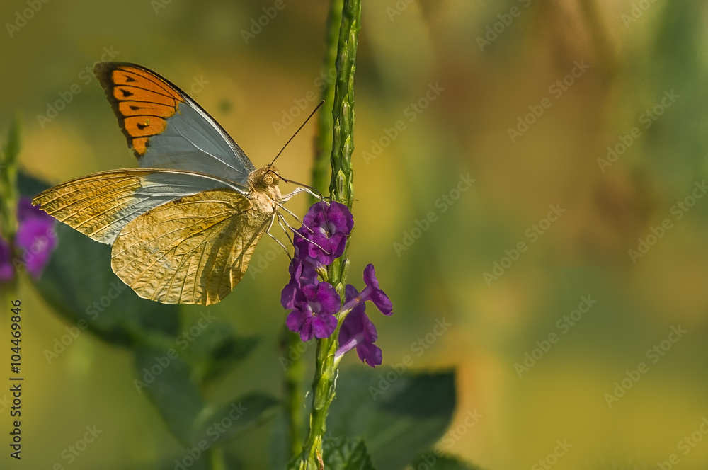 Golden tip butterfly with gold color background Golden tip butterfly with gold color background